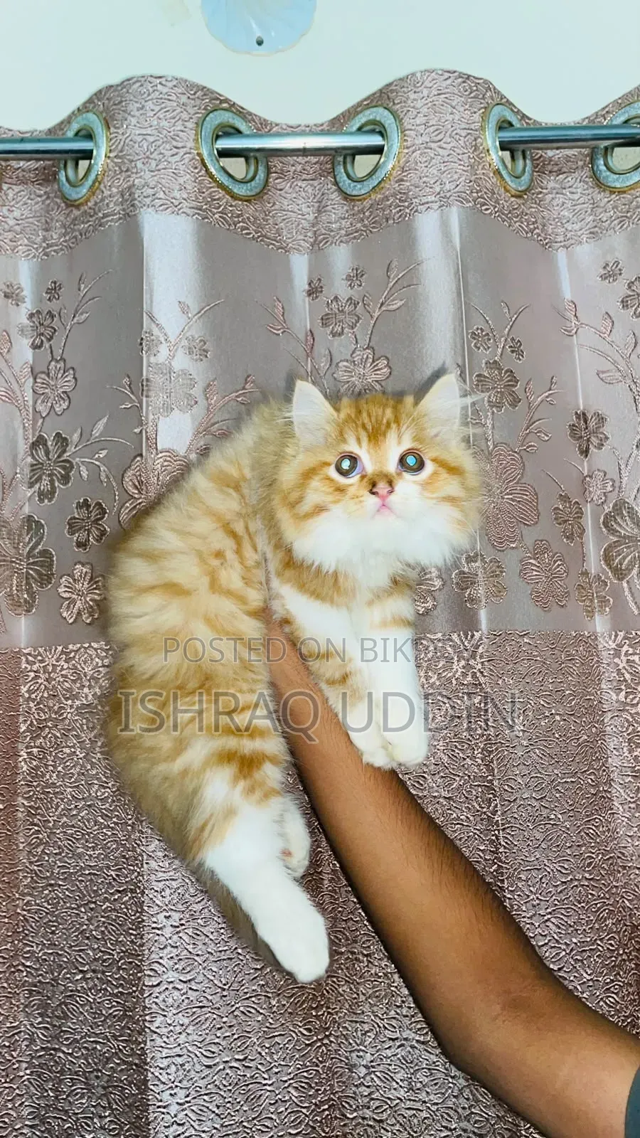 1-3 months Male Purebred Persian