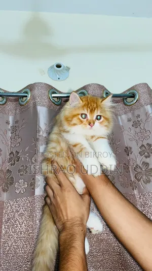 1-3 months Male Purebred Persian