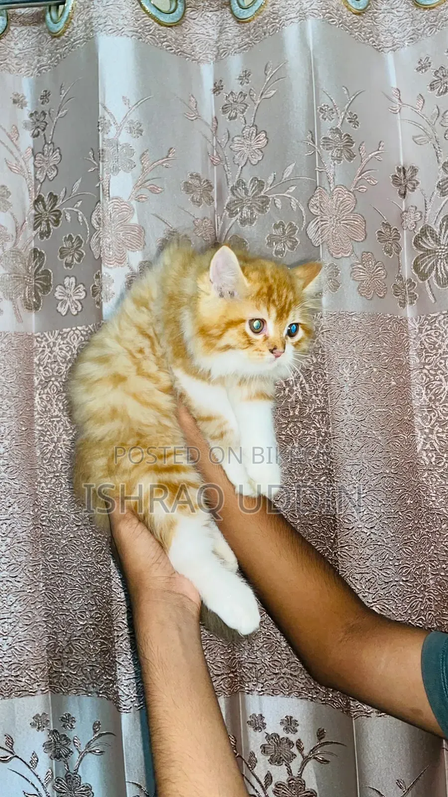 1-3 months Male Purebred Persian