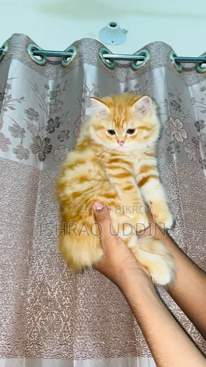 1-3 months Male Purebred Persian