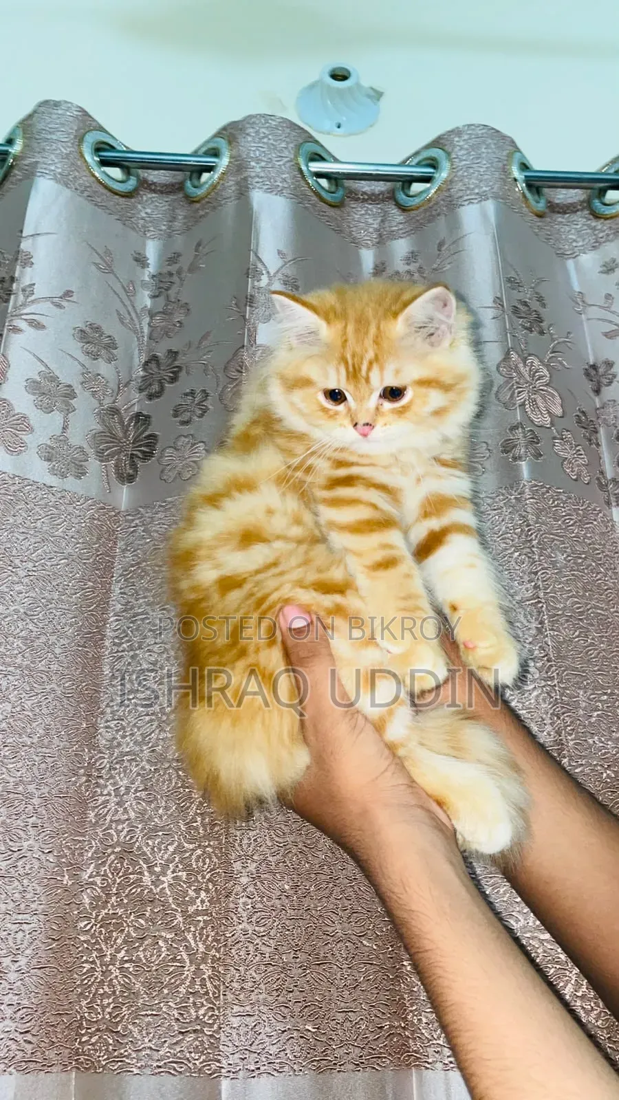1-3 months Male Purebred Persian