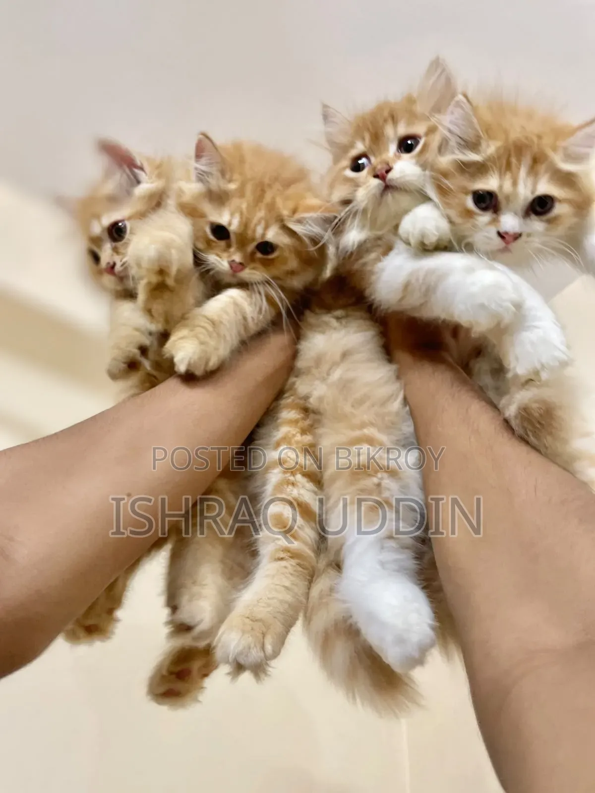1-3 months Male Purebred Persian