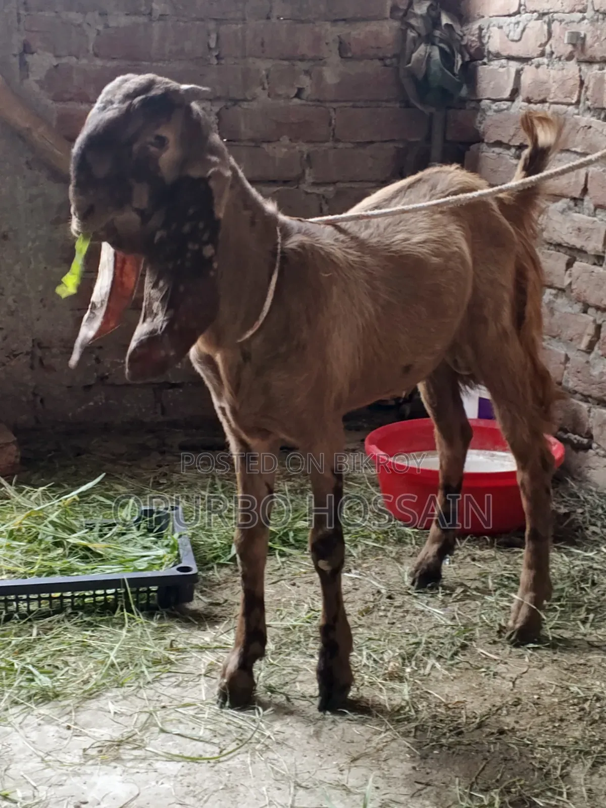 Totapuri Cross Goat