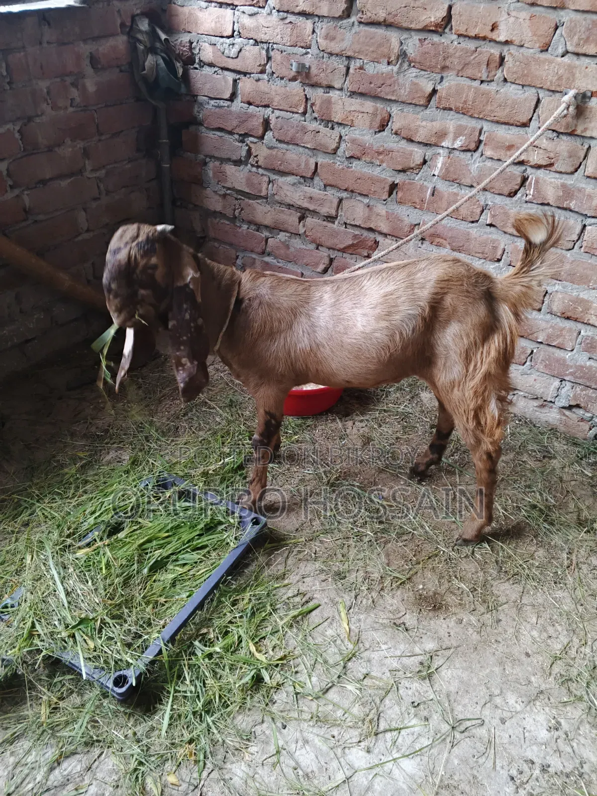 Totapuri Cross Goat
