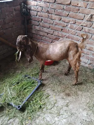Totapuri Cross Goat
