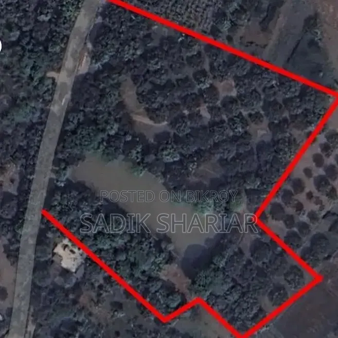 Mango orchard for sale.