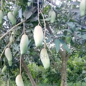 Mango orchard for sale.