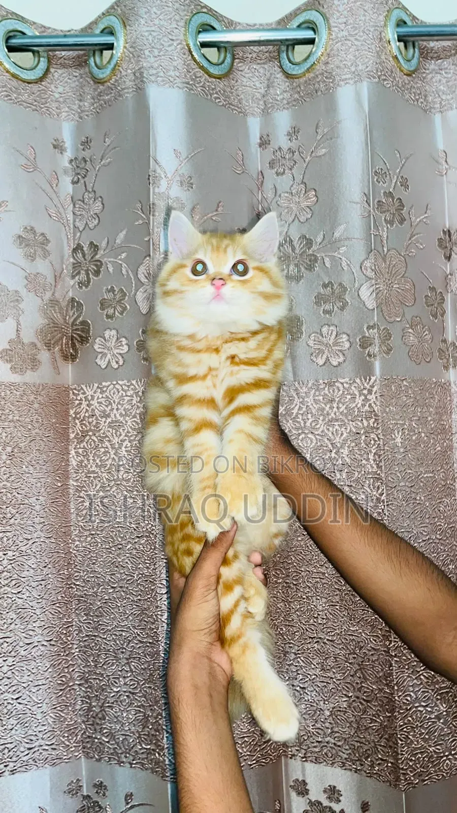 1-3 months Male Purebred Persian