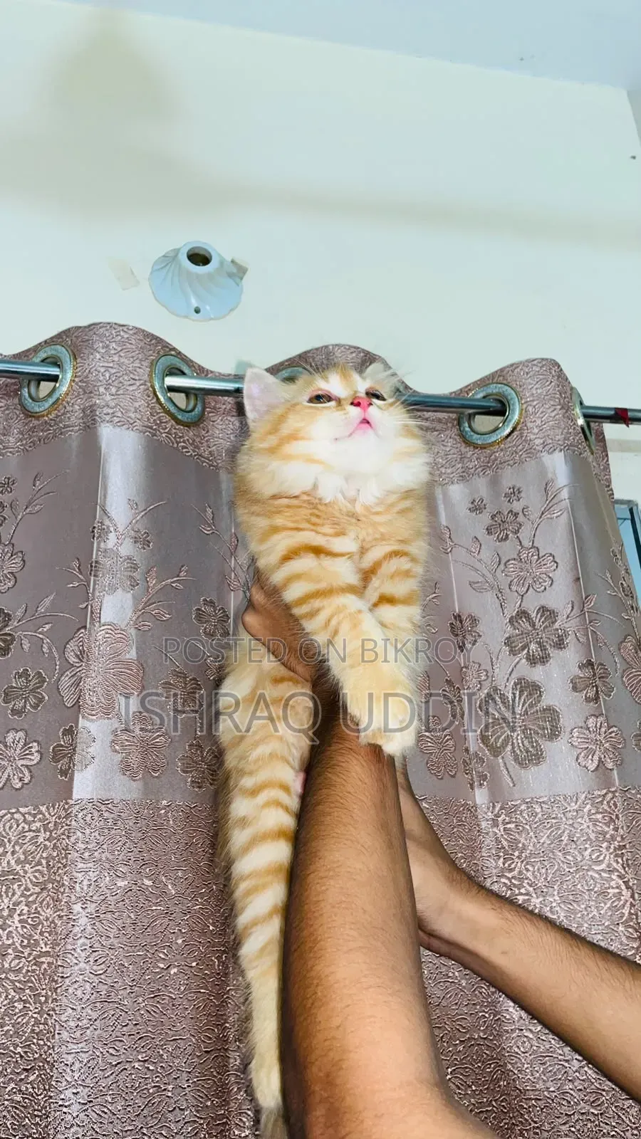 1-3 months Male Purebred Persian
