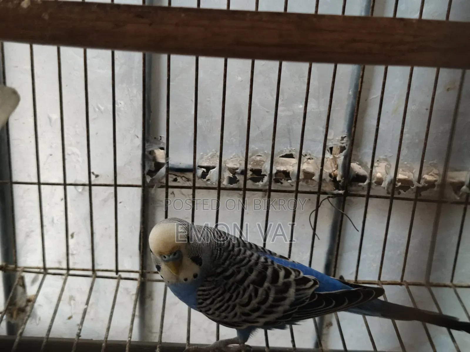 বাজিগরের জন্য সেল পোস্ট