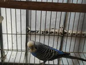 বাজিগরের জন্য সেল পোস্ট