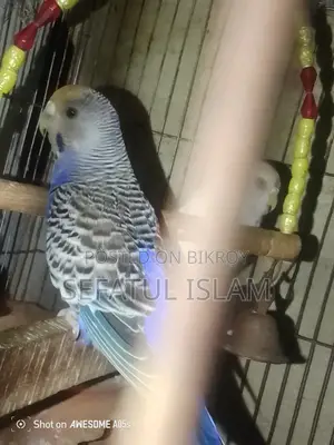 অ্যালবিনো সাফিউশন