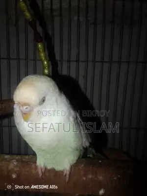 অ্যালবিনো সাফিউশন