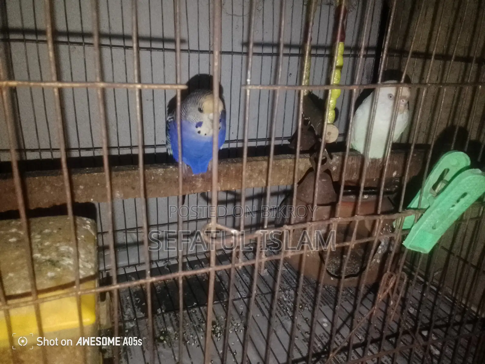 অ্যালবিনো সাফিউশন