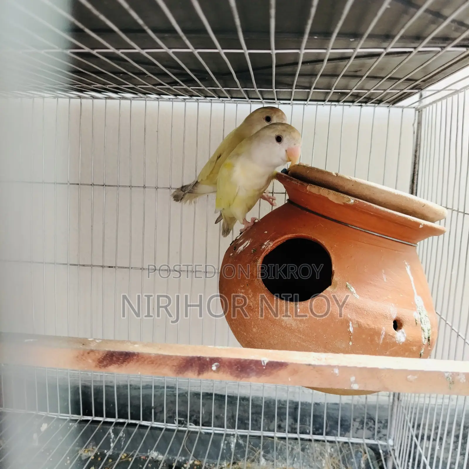 ক্রেমিনো/পেইল ফেলো লাভ বার্ড