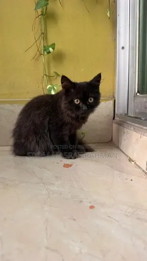 1-3 months Male Purebred Persian
