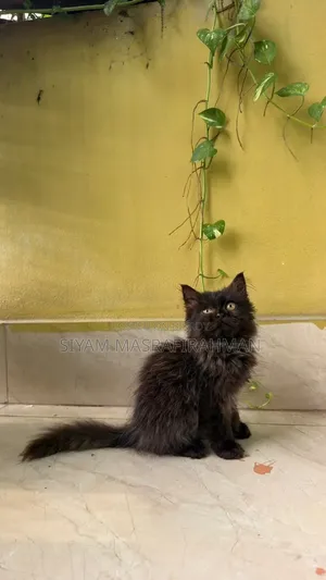 1-3 months Male Purebred Persian