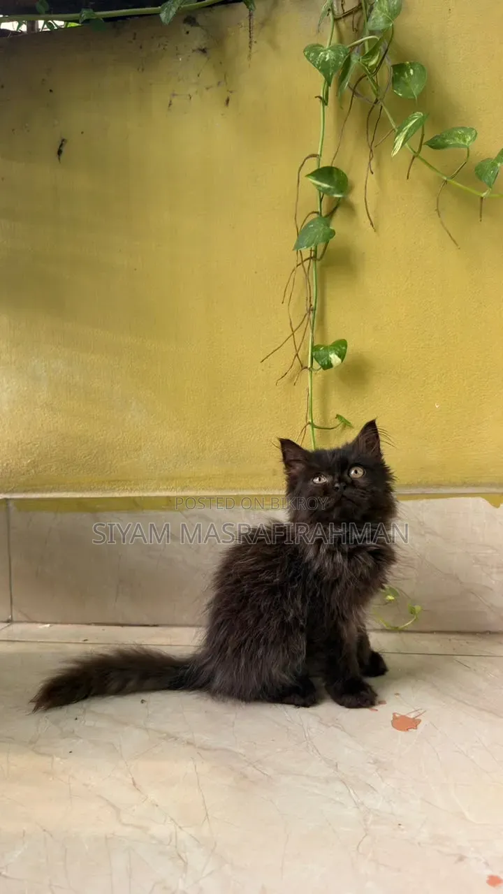 1-3 months Male Purebred Persian