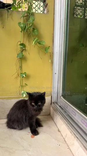 1-3 months Male Purebred Persian