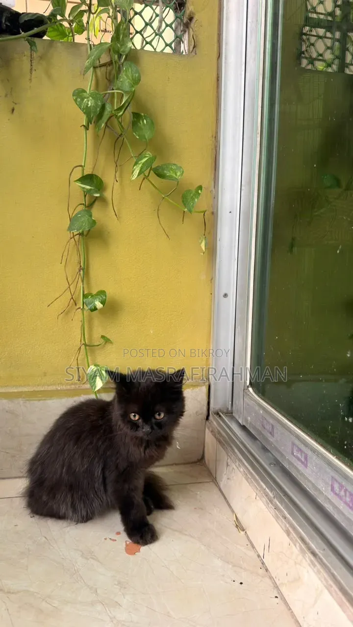 1-3 months Male Purebred Persian