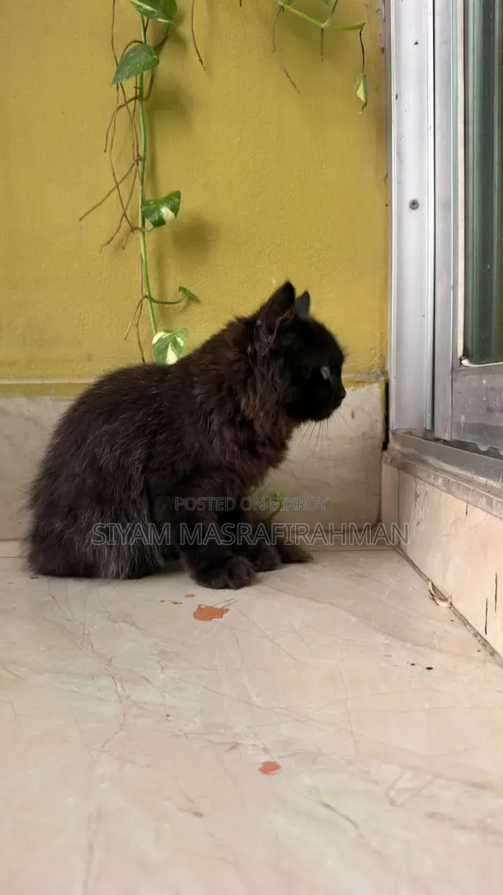 1-3 months Male Purebred Persian