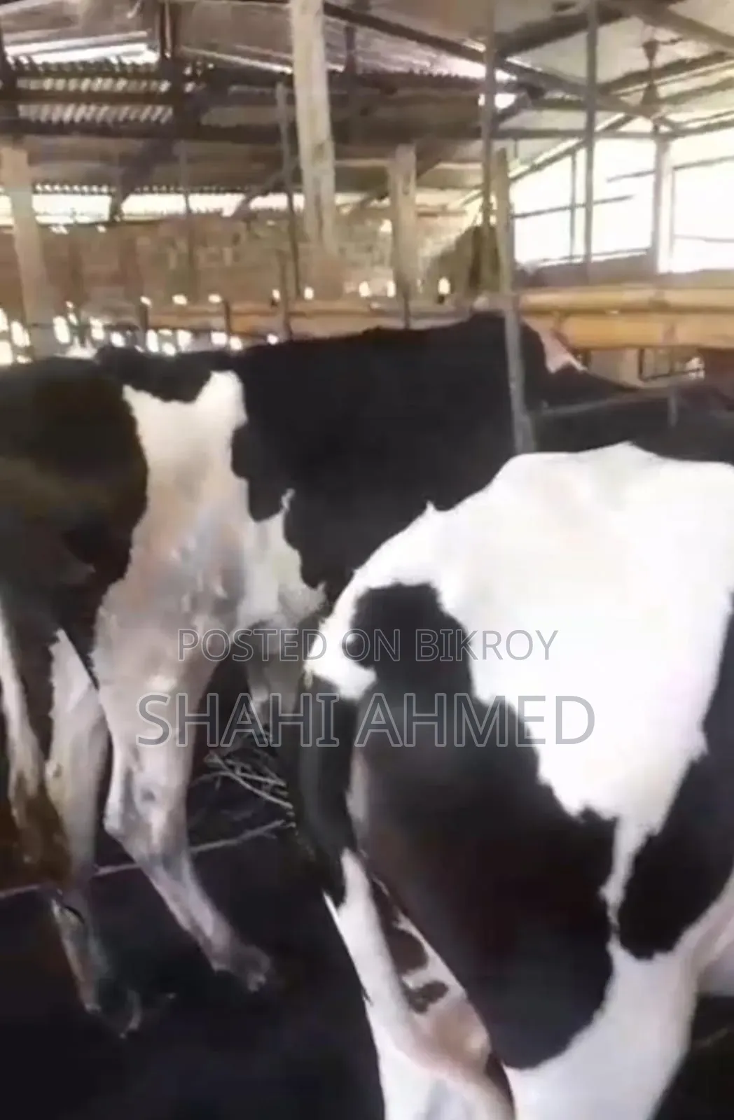 2 good quality heifers with mother's record of 20 liters