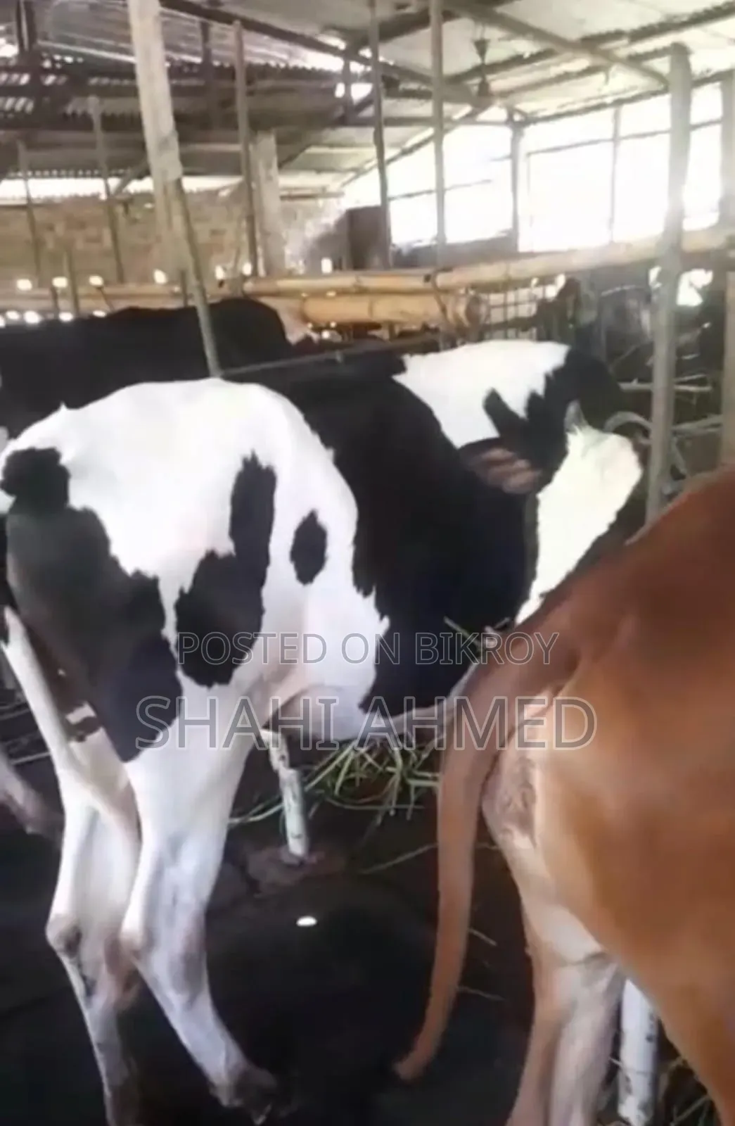 2 good quality heifers with mother's record of 20 liters