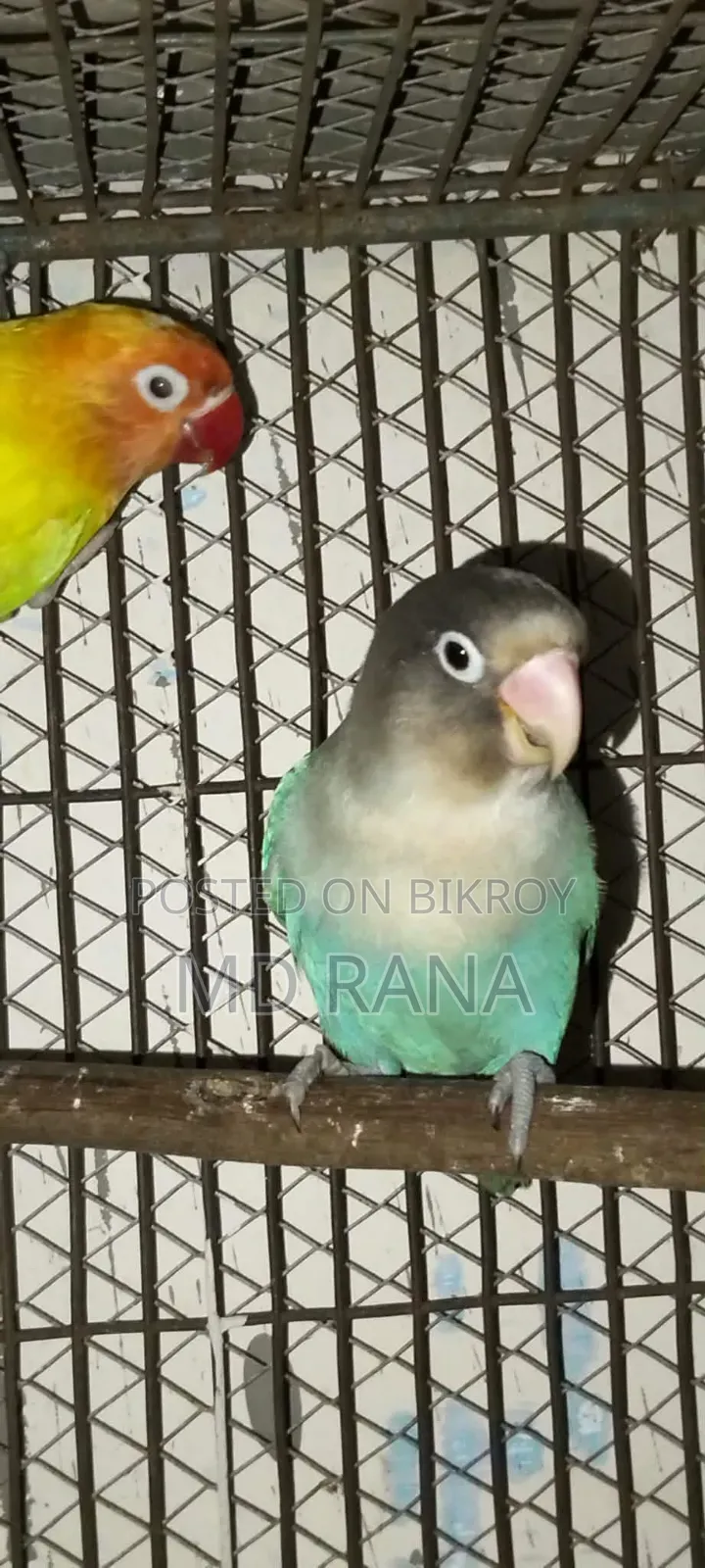 লাভবার্ড ও গ্রিন চিক কনূর
