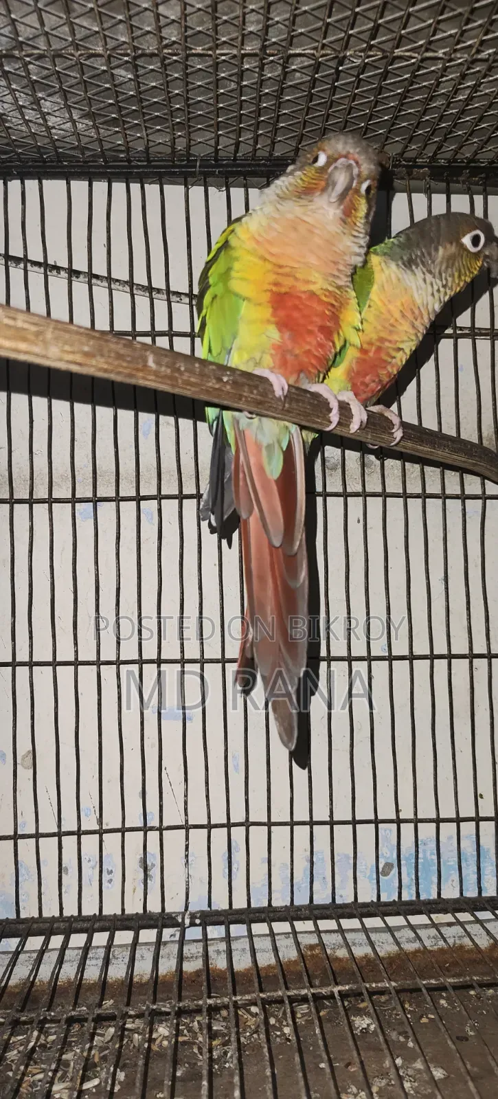 লাভবার্ড ও গ্রিন চিক কনূর