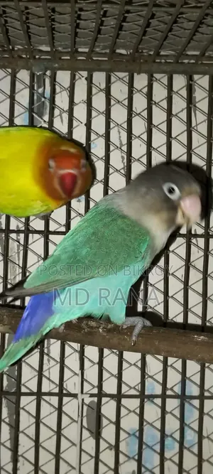 লাভবার্ড ও গ্রিন চিক কনূর