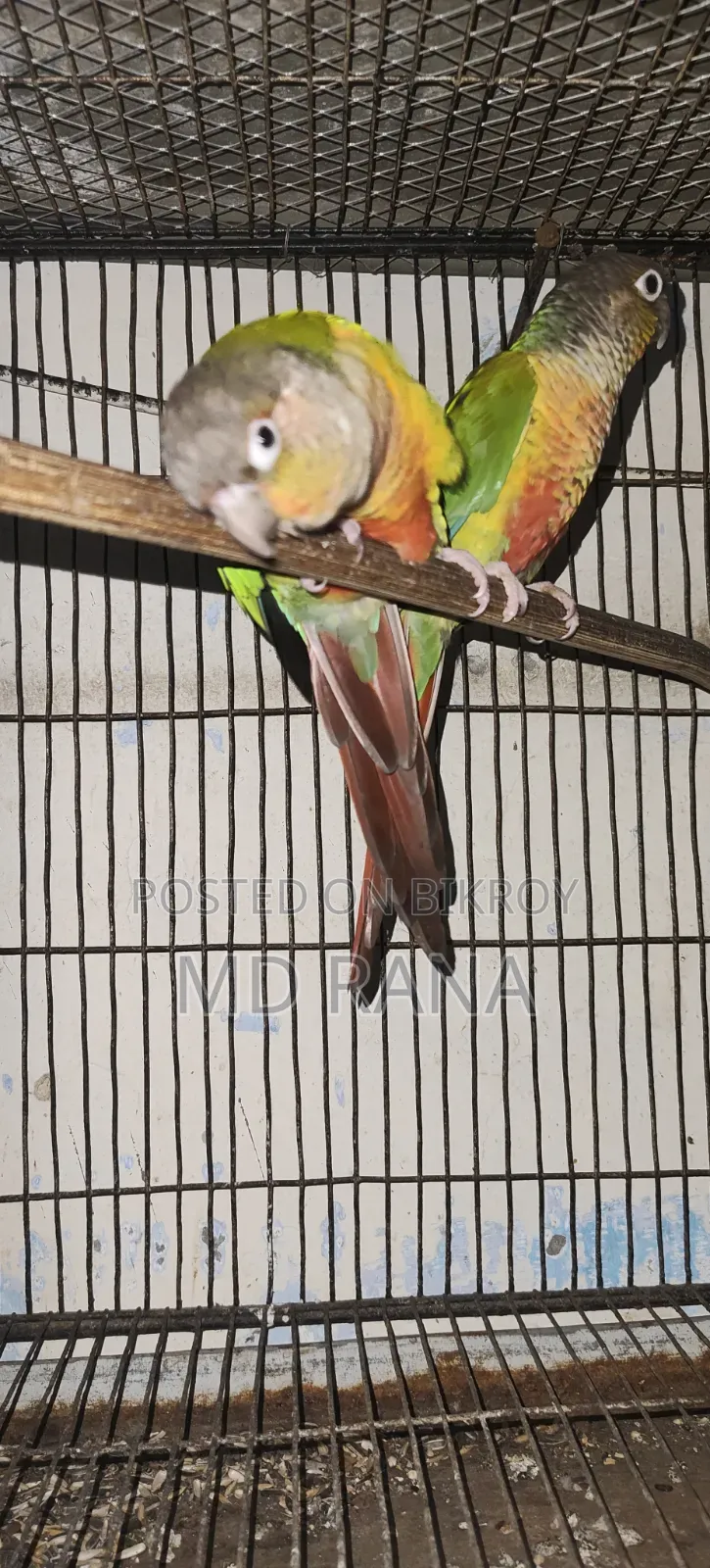 লাভবার্ড ও গ্রিন চিক কনূর