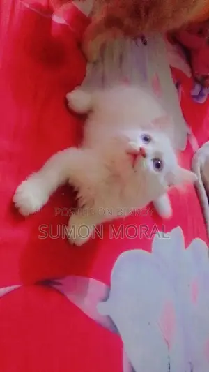 ৩-৬ মাস বয়সী পুরুষ খাঁটি পার্সিয়ান বিড়াল