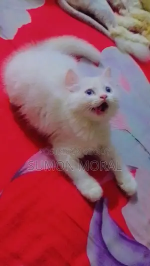 ৩-৬ মাস বয়সী পুরুষ খাঁটি পার্সিয়ান বিড়াল
