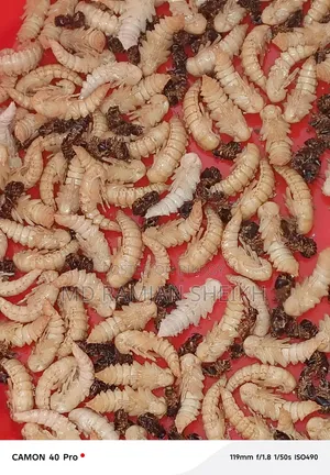 বিটল পোকা নতুন মাদার