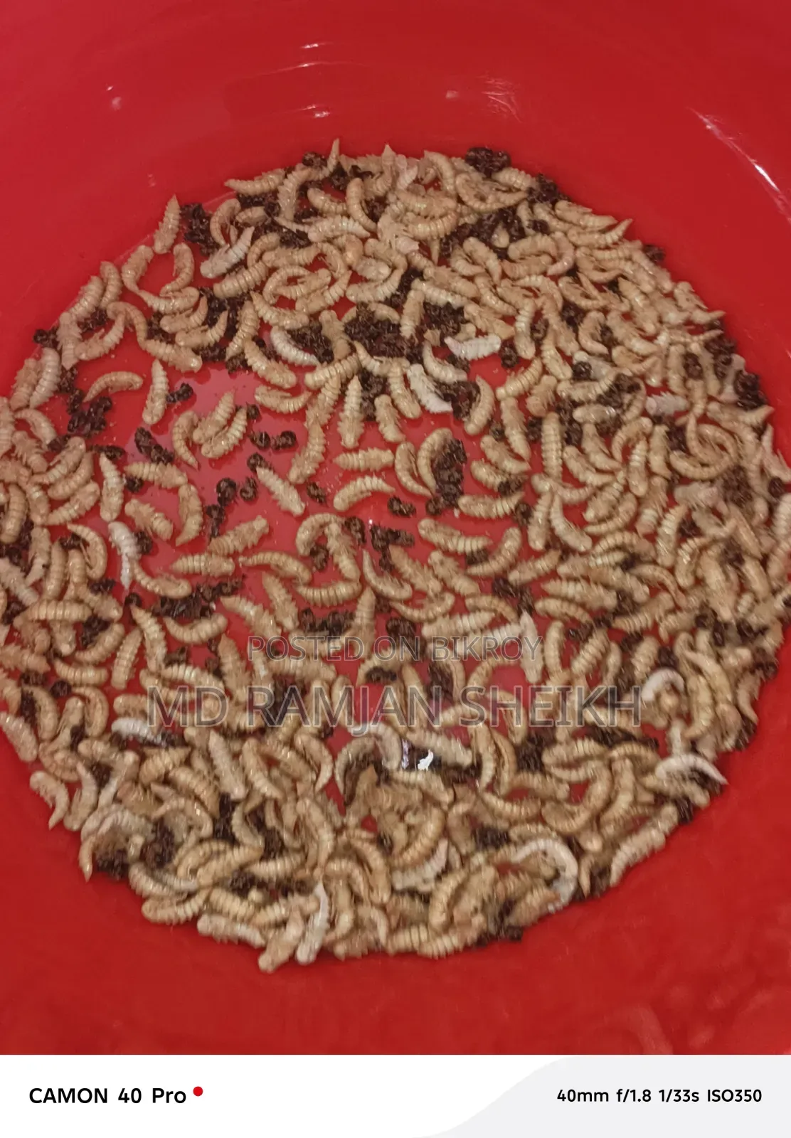 Beetle bug new breeder