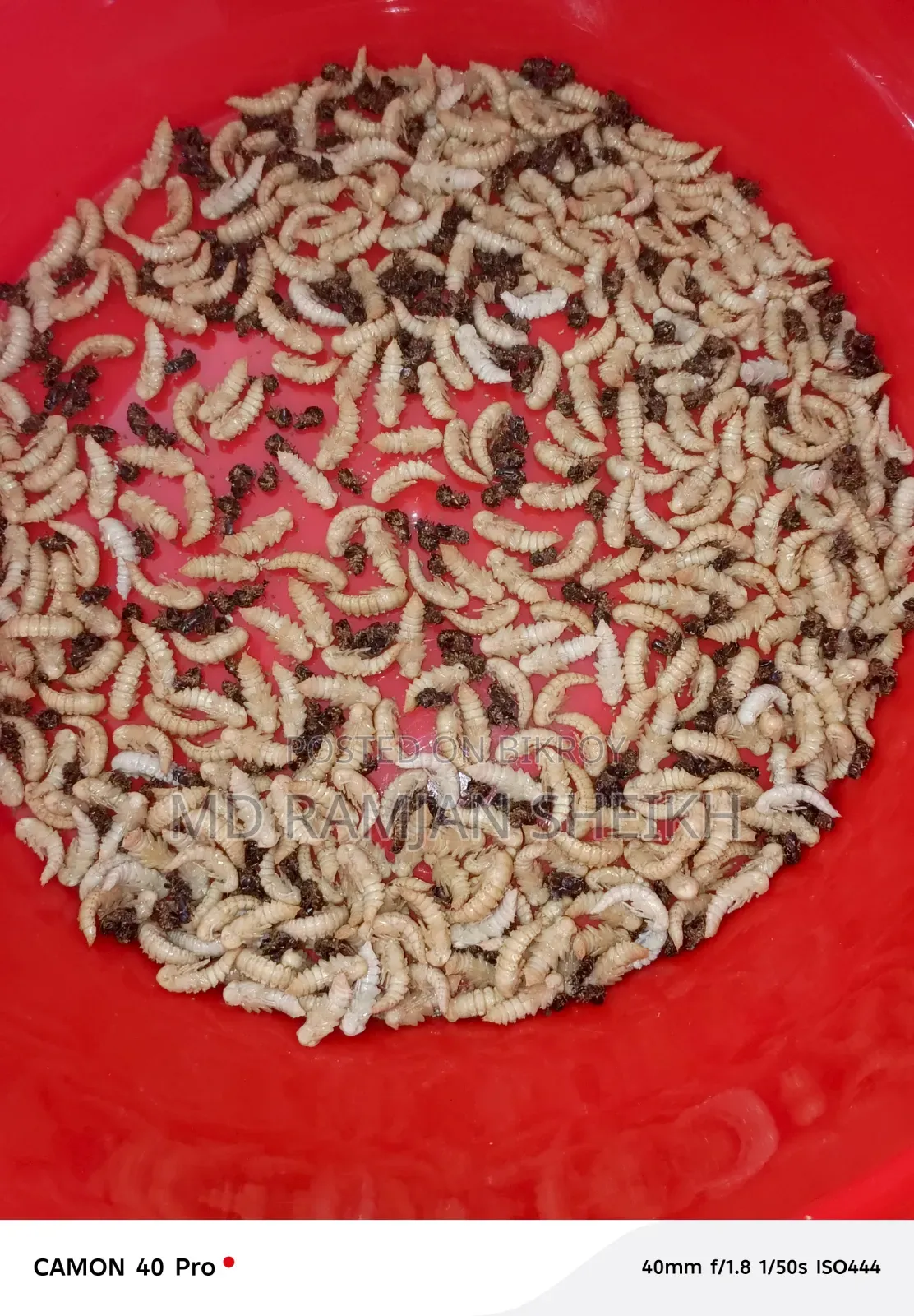 Beetle bug new breeder
