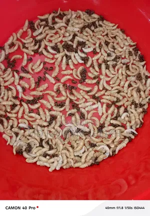 Beetle bug new breeder
