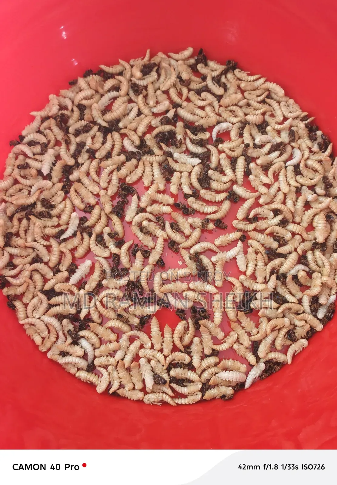 Beetle bug new breeder