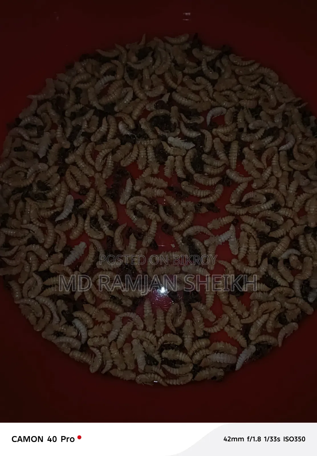 Beetle bug new breeder