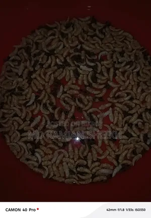 Beetle bug new breeder