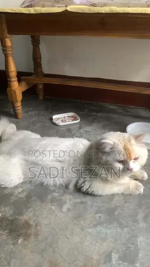৩-৬ মাসের মহিলা বিশুদ্ধ ফার্সি
