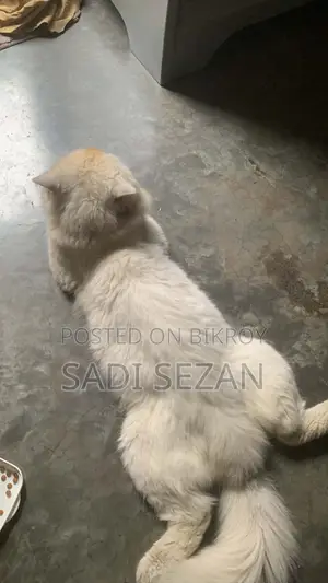 ৩-৬ মাসের মহিলা বিশুদ্ধ ফার্সি