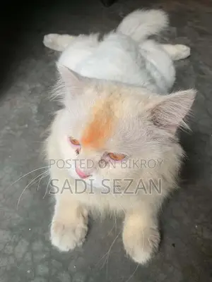 ৩-৬ মাসের মহিলা বিশুদ্ধ ফার্সি