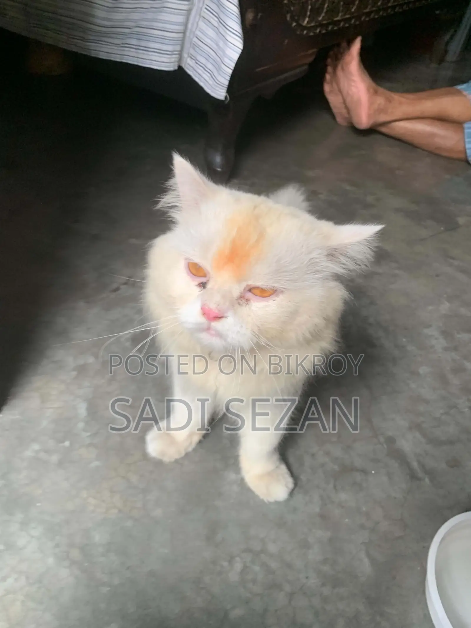 ৩-৬ মাসের মহিলা বিশুদ্ধ ফার্সি