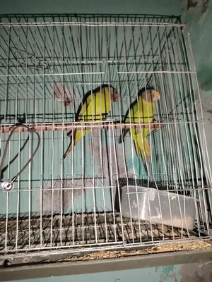 হিরামন টিয়া