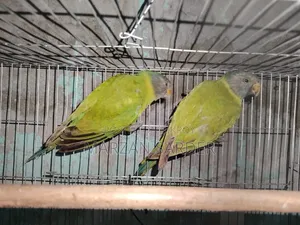 হিরামন টিয়া