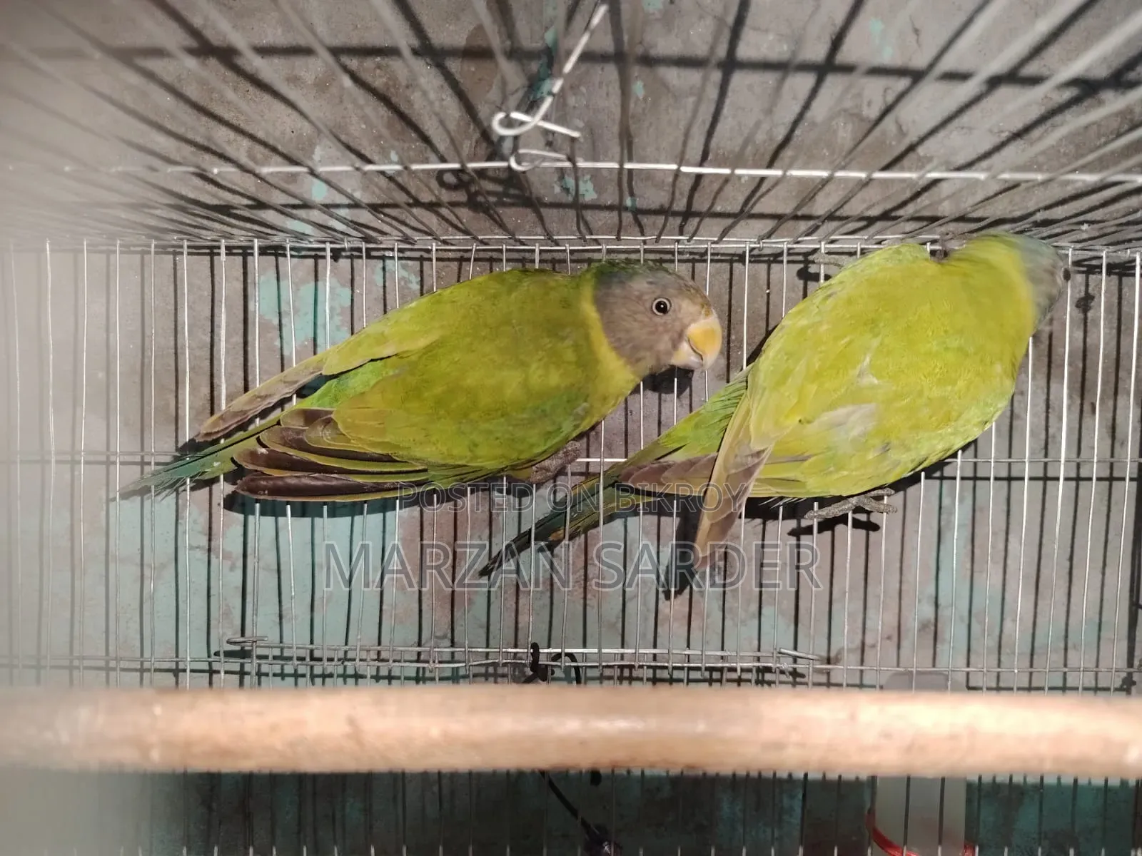 হিরামন টিয়া