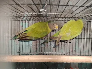 হিরামন টিয়া