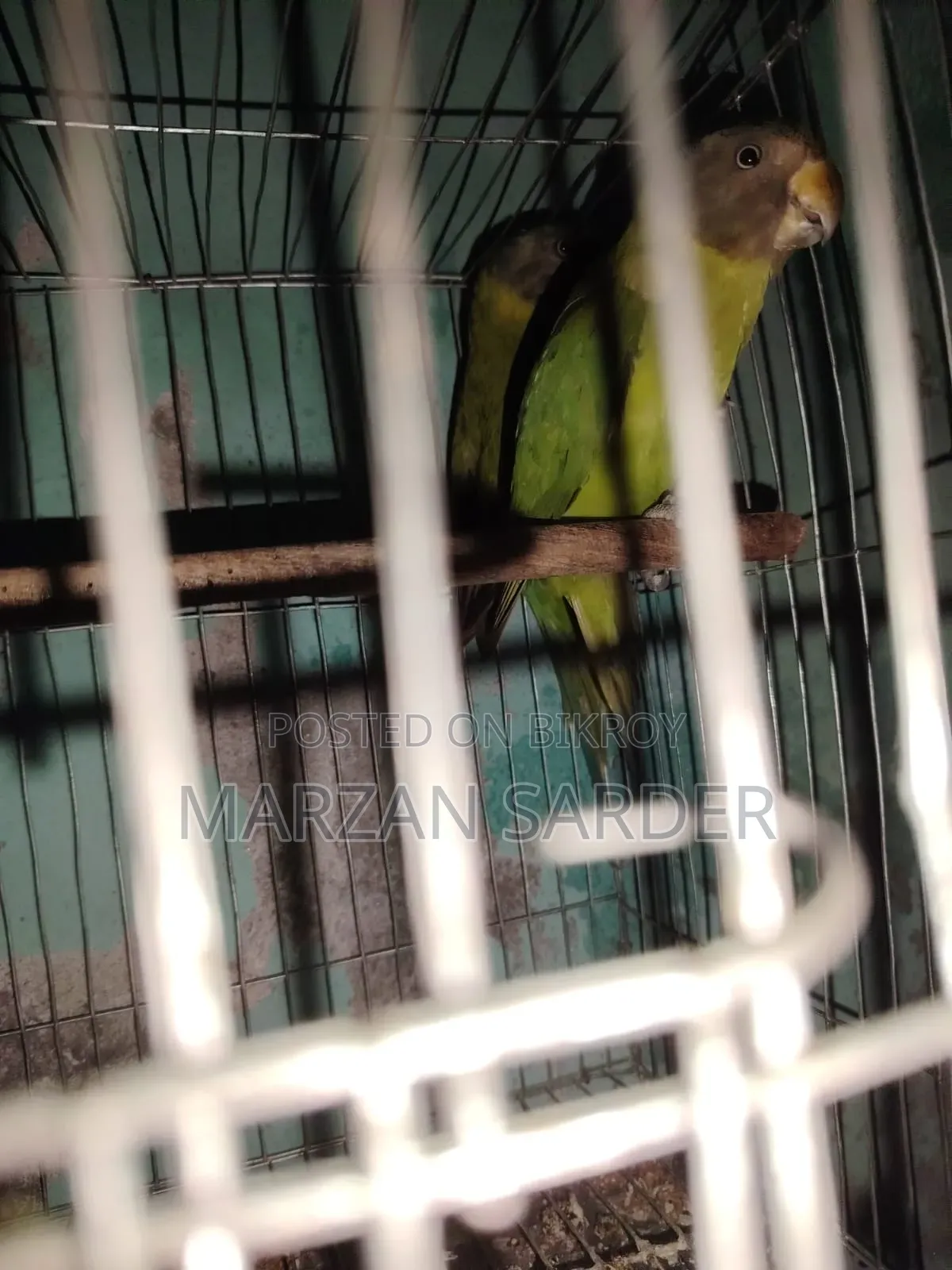 হিরামন টিয়া