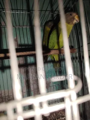 হিরামন টিয়া